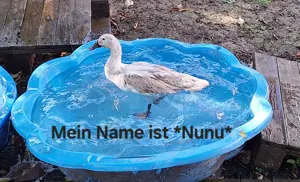 Laufenten suchen schönes zuhause