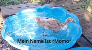 Laufenten suchen schönes zuhause Bild 2