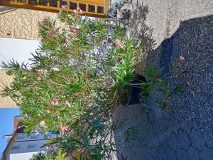 Oleander, lachsfarben, umständehalber