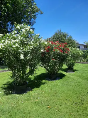 4 gesunde Oleanda