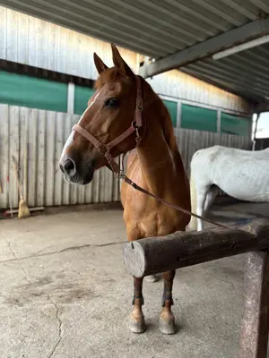 Reitbeteiligung gesucht