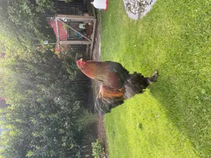 Brahma rebhuhnfarbig gebändert