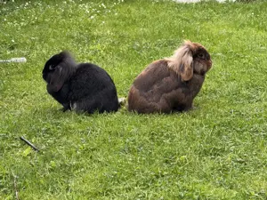 Zwergkaninchen inkl. Gehege zu verschenken