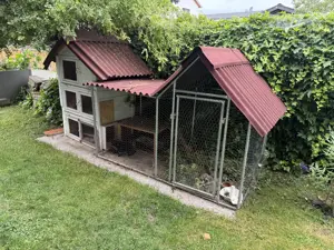 Zwergkaninchen inkl. Gehege zu verschenken Bild 2
