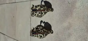 Damen Schuhe Größe 38 neu  Bild 2