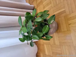 Pflanze Hoya Wachsblume