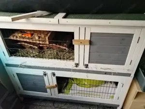 Merschweinchen mit Käfig  Bild 3