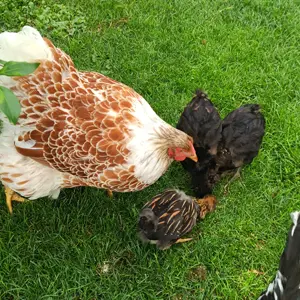 Wyandotten Huhn mit 3 Kuecken  und Schwedisches Blumenhuhn