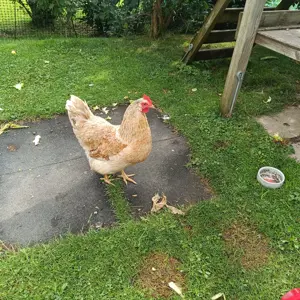 Wyandotten Huhn mit 3 Kuecken  und Schwedisches Blumenhuhn Bild 3