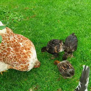 Wyandotten Huhn mit 3 Kuecken  und Schwedisches Blumenhuhn Bild 2