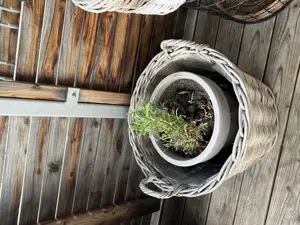 Pflanzentöpfe und andere Utensilien zu verschenken Bild 8