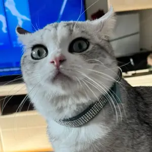 Britisch Kurzhaar silberne Katze