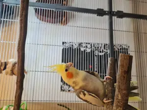Nympfensittich Männchen  Bild 2