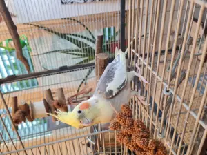 Nympfensittich Männchen  Bild 3