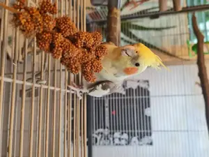 Nympfensittich Männchen 