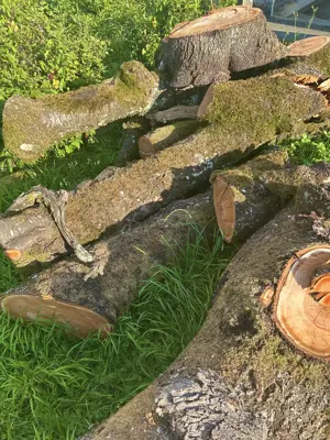 Kirschbaumholz zu verkaufen