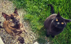 Katzensitter gesucht!