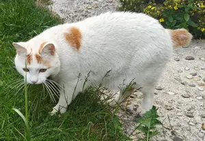 Kater Cosmo in Lustenau vermisst