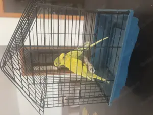 Käfig und Vögel z