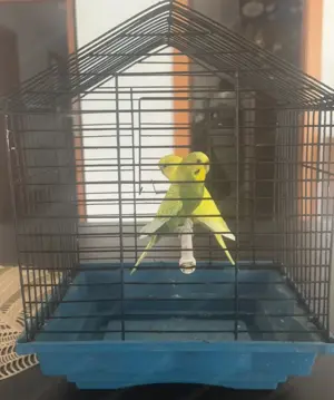 Käfig und Vögel z Bild 3