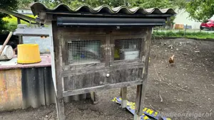 Stall, Wachtelstall, Kükenstall,  Bild 2