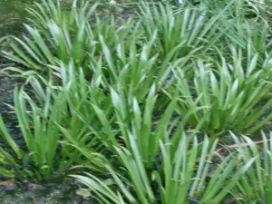 Krebsscheren fürr Gartenteich