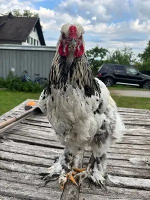 brahma hahn