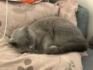 Britisch Kurzhaar Kater 