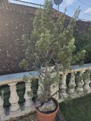 Zypressenbaum Bild 2