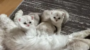 baby katze
