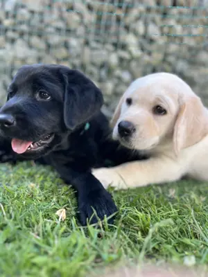 Labrador Welpe