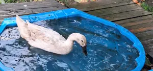 Laufenten Familie sucht *schönes zuhause*