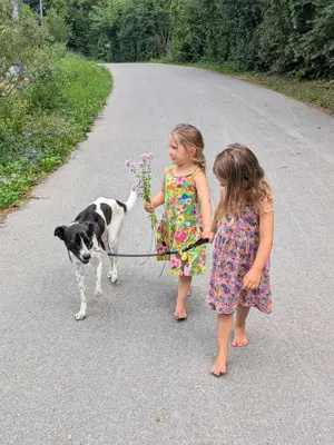 Suchen Hund zum Spazieren Spielen 