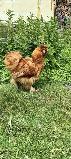Seidenhahn 