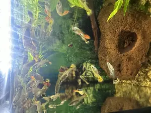 Fische Süßwasser 