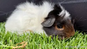 Meerschweinchenbabys