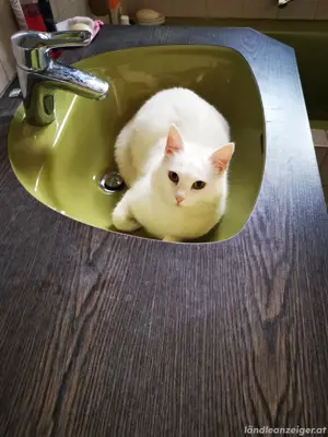 Katze  in Tosters vermisst