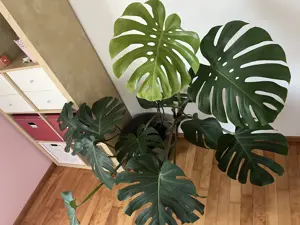 Monstera Deliciosa Bild 2