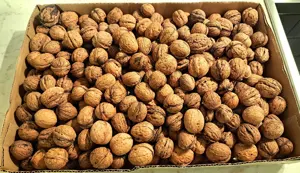 Walnüsse (2,5 kg)