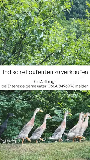 indische Laufenten, weiblich und männlich, verschiedene Farben