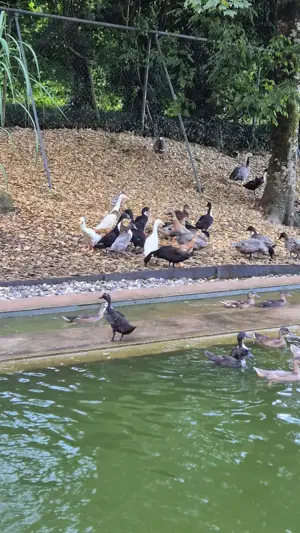 Laufenten und Mandarinenten zu verkaufen Bild 3