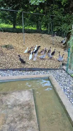 Laufenten und Mandarinenten zu verkaufen Bild 4