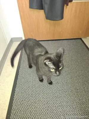 Haus katze 5 Jahre alt