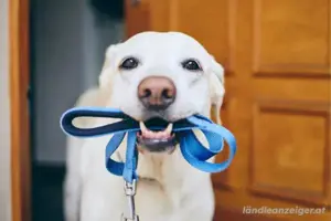 Hundesitten 
