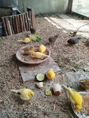Vögel, Kanarienvögel und chinesische Zwergwachteln 