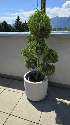 Pflanzen Garten Riesenzypresse 2 Stk inkl Topf Bild 5