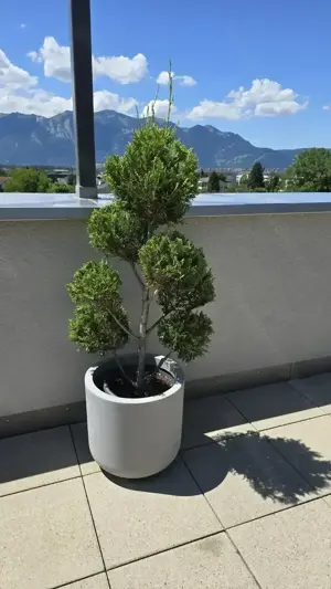 Pflanzen Garten Riesenzypresse 2 Stk inkl Topf Bild 4