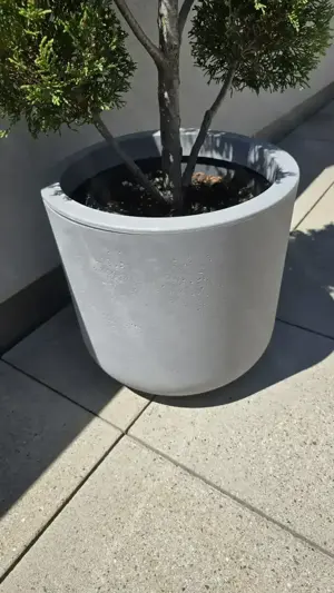 Pflanzen Garten Riesenzypresse 2 Stk inkl Topf Bild 3