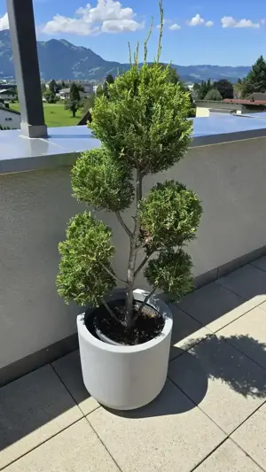 Pflanzen Garten Riesenzypresse 2 Stk inkl Topf Bild 2