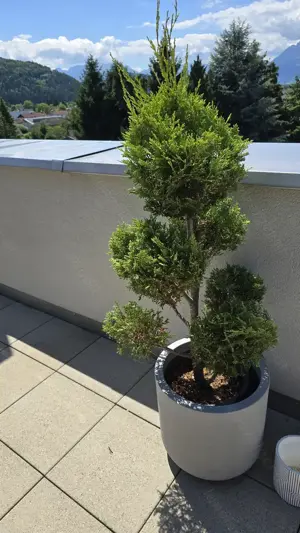 Pflanzen Garten Riesenzypresse 2 Stk inkl Topf Bild 9